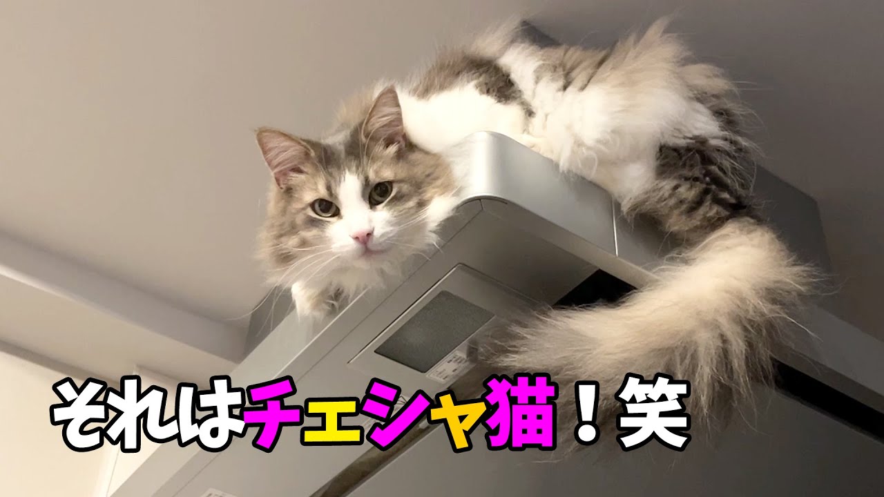 チェシャ猫になっちゃったイケメン猫ジャック ノルウェージャンフォレストキャット