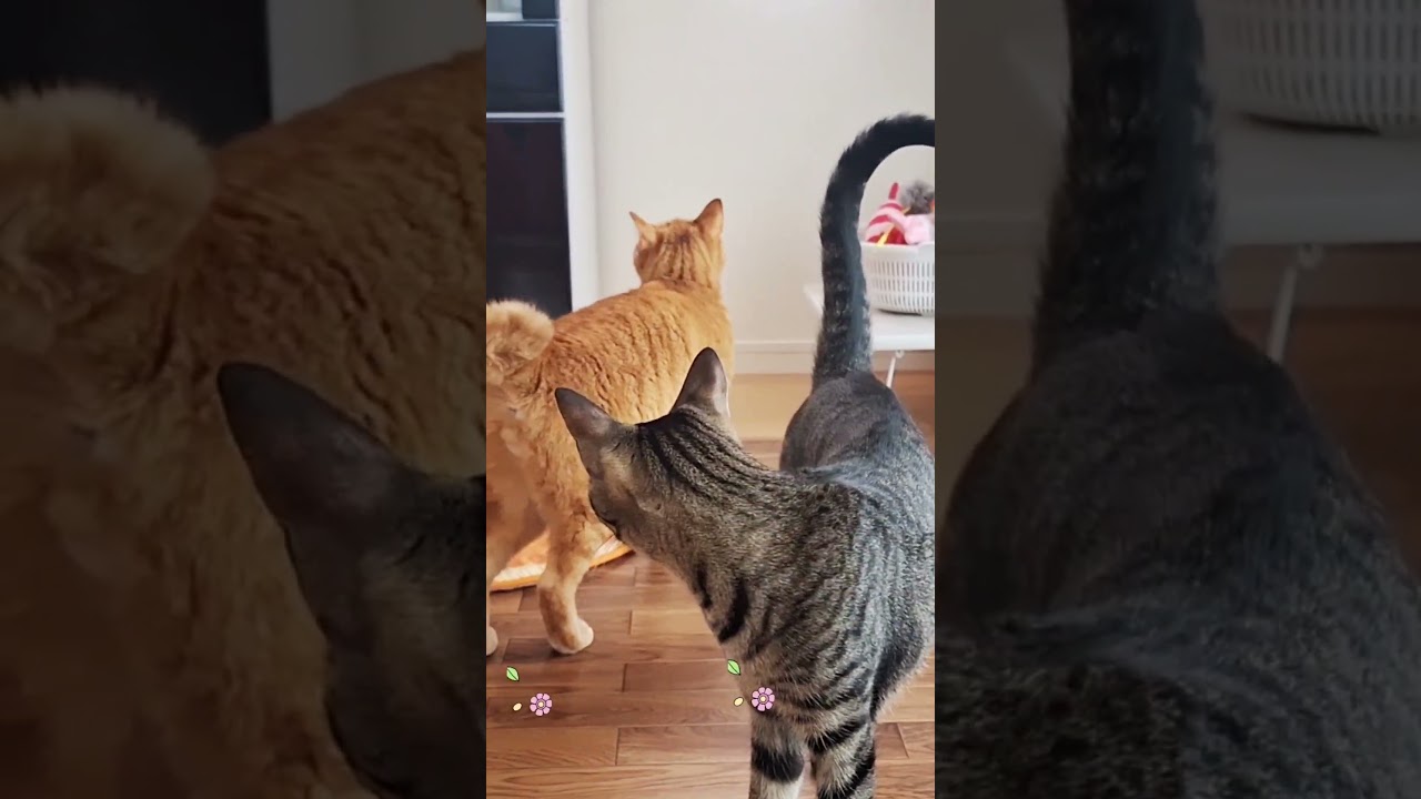 猫達の日常#猫動画#猫の生活#アメリカンカール