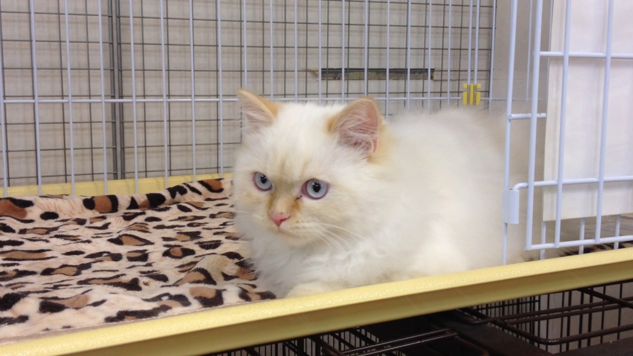 ペットショップCoo&RIKU ヒマラヤン 307220