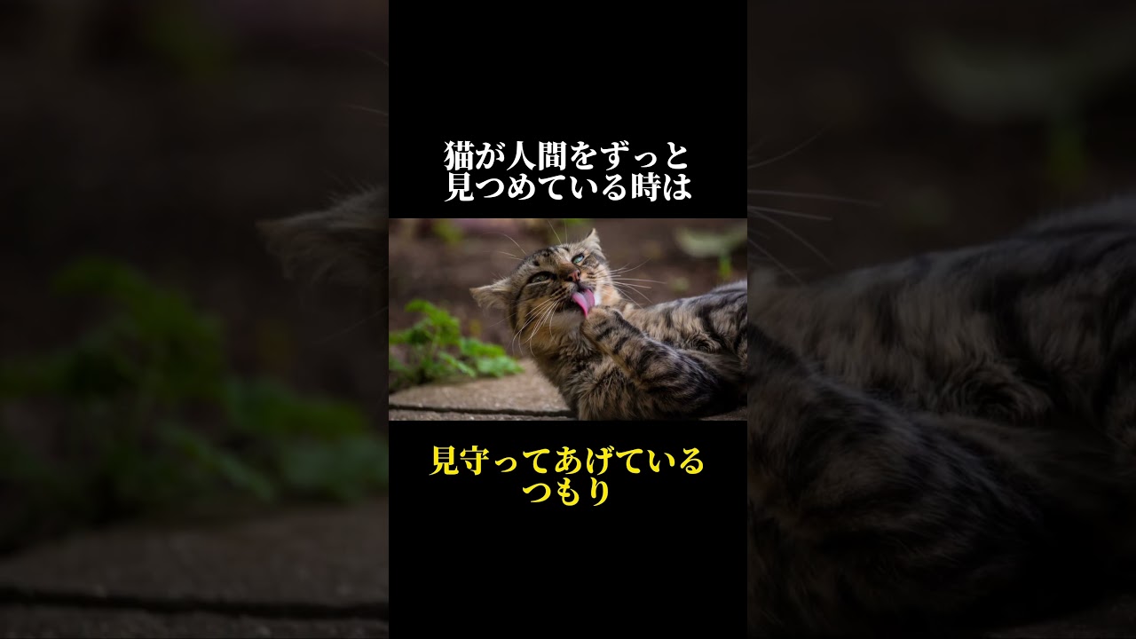 98%の人が知らない猫に関する雑学・豆知識Part69