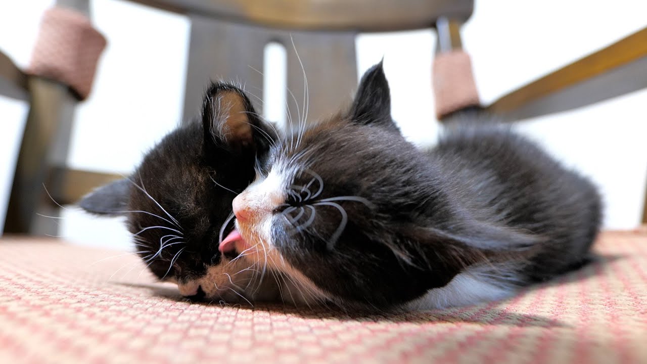 お互いを舐め合いながら眠りに落ちる仲良し子猫姉妹【道路のずぶ濡れ子猫保護15日目】