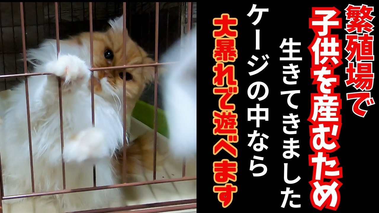 繁殖場からレスキューされたスコティッシュフォールドはビビりでもケージの中だと大暴れ（保護猫カフェ猫の木）十三駅　Scottish Fold rescued from breeding farm