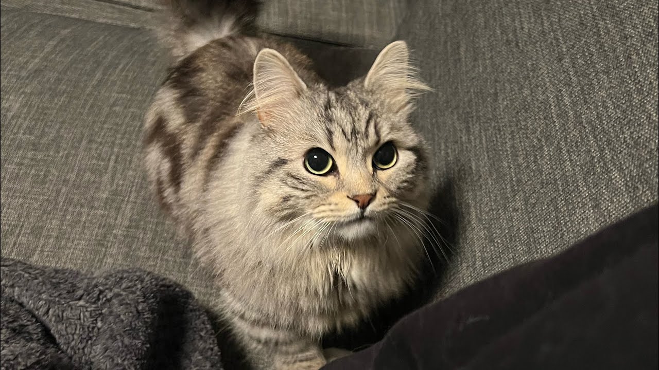 猫に誕生日プレゼントをあげたら遊び方が独特すぎた件