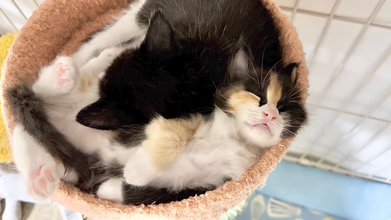 ミニタワーで眠る姿が微笑ましすぎる子猫＆輝•未来トライアルへ出発【ポノfam物語#22】The kitten sleeping in the cat tower was too cute..