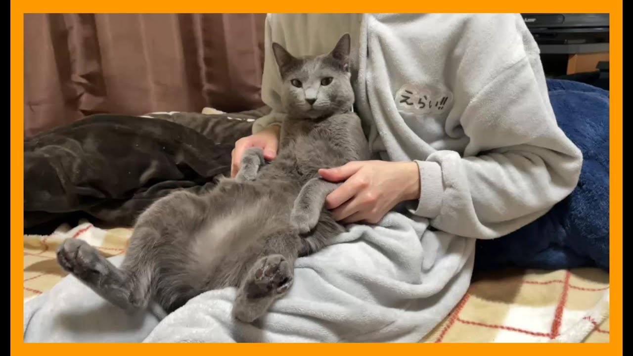 ジッと爪切りが出来るロシアンブルーが可愛い