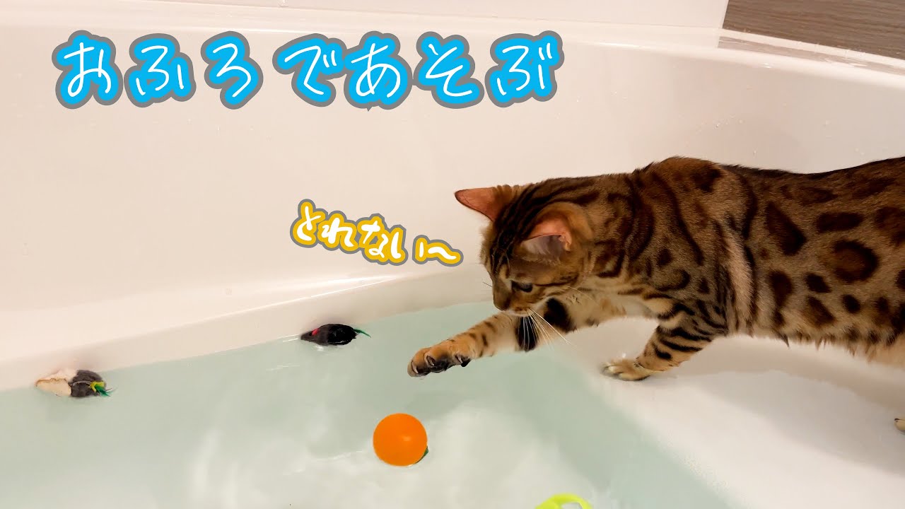 【お風呂で】お気に入りのおもちゃを湯舟の中に入れたらベンガル猫はどうするのか試してみた【遊ぶ】
