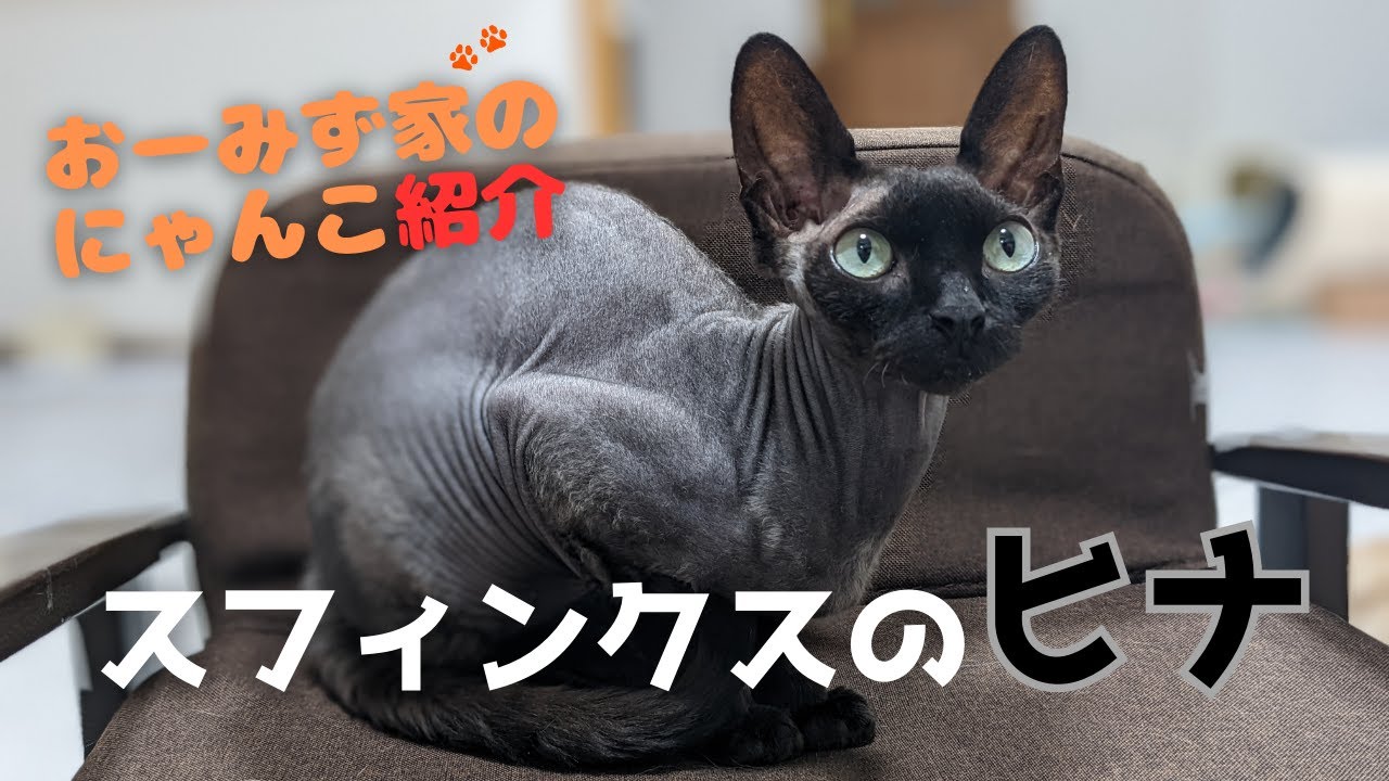 【ヒナ】ねこちゃん紹介 ＃スフィンクス #sphinx