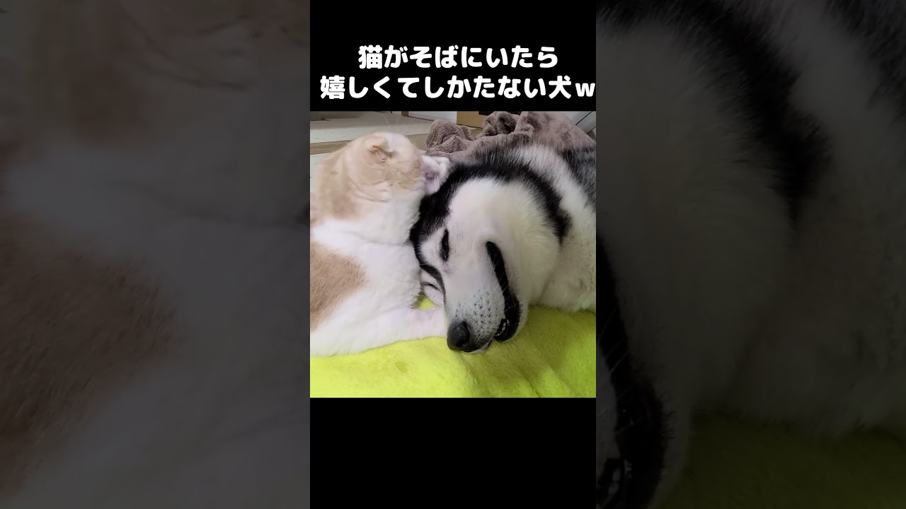猫がそばにいたら嬉しくてしかたない犬...笑#shorts