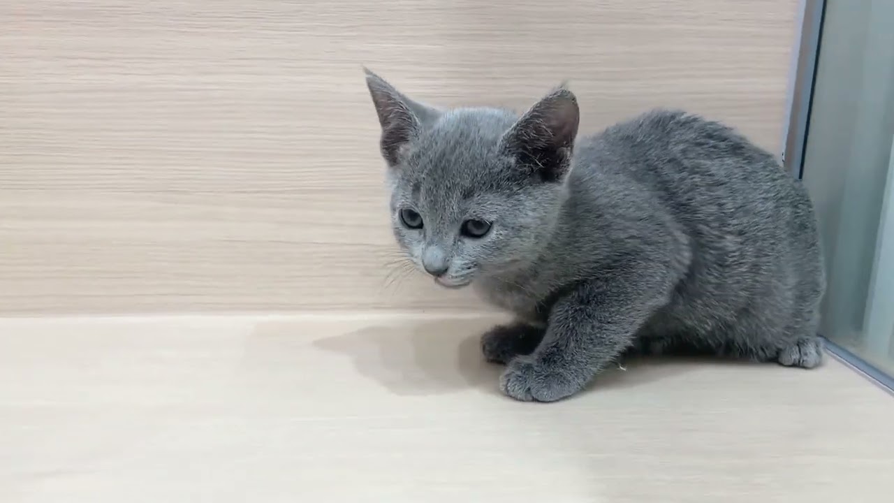 ✨美人フェイス✨おっとりさんロシアンブルーの女の子【パピードリーム】