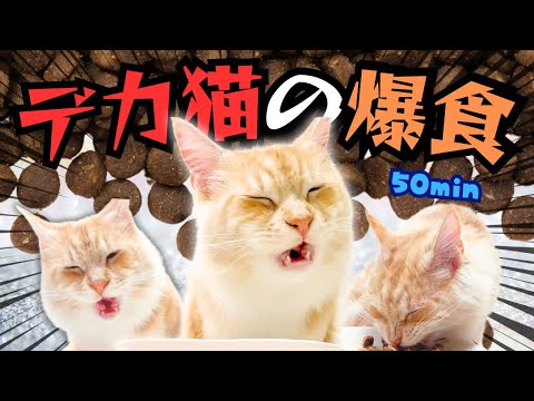 【ASMR】メインクーンのガリガリぺちゃぺちゃ咀嚼音ASMR 作業用・勉強用・睡眠用BGMとしていかがですか？【総集編Part4】 cat eating sound
