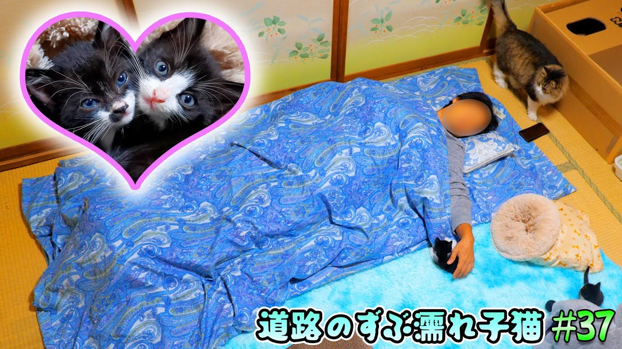 隕石落下⁉子猫部屋に宿泊したら夜中に突然凄まじい衝撃に襲われ、子猫達が吹っ飛びました‼【道路のずぶ濡れ子猫 #37】
