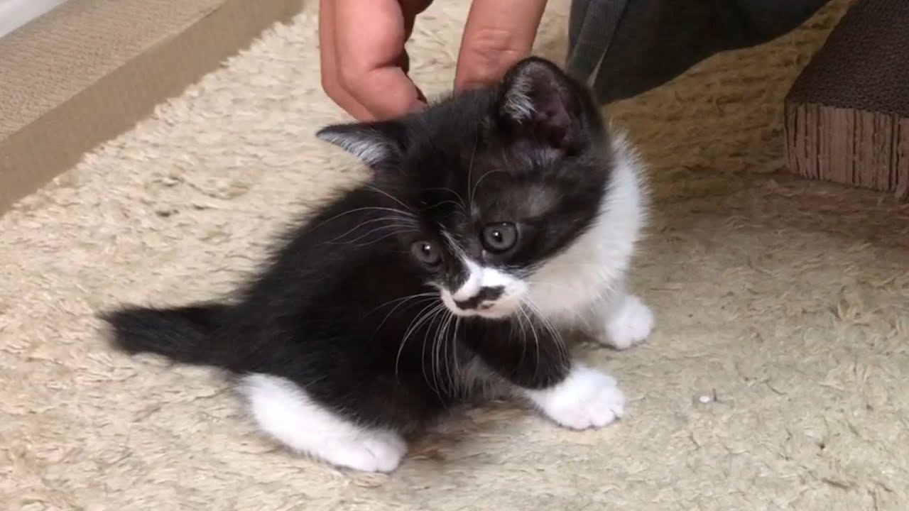 【保護猫】子猫の里親になりました！お迎えのいきさつと初日の様子、生い立ちについて