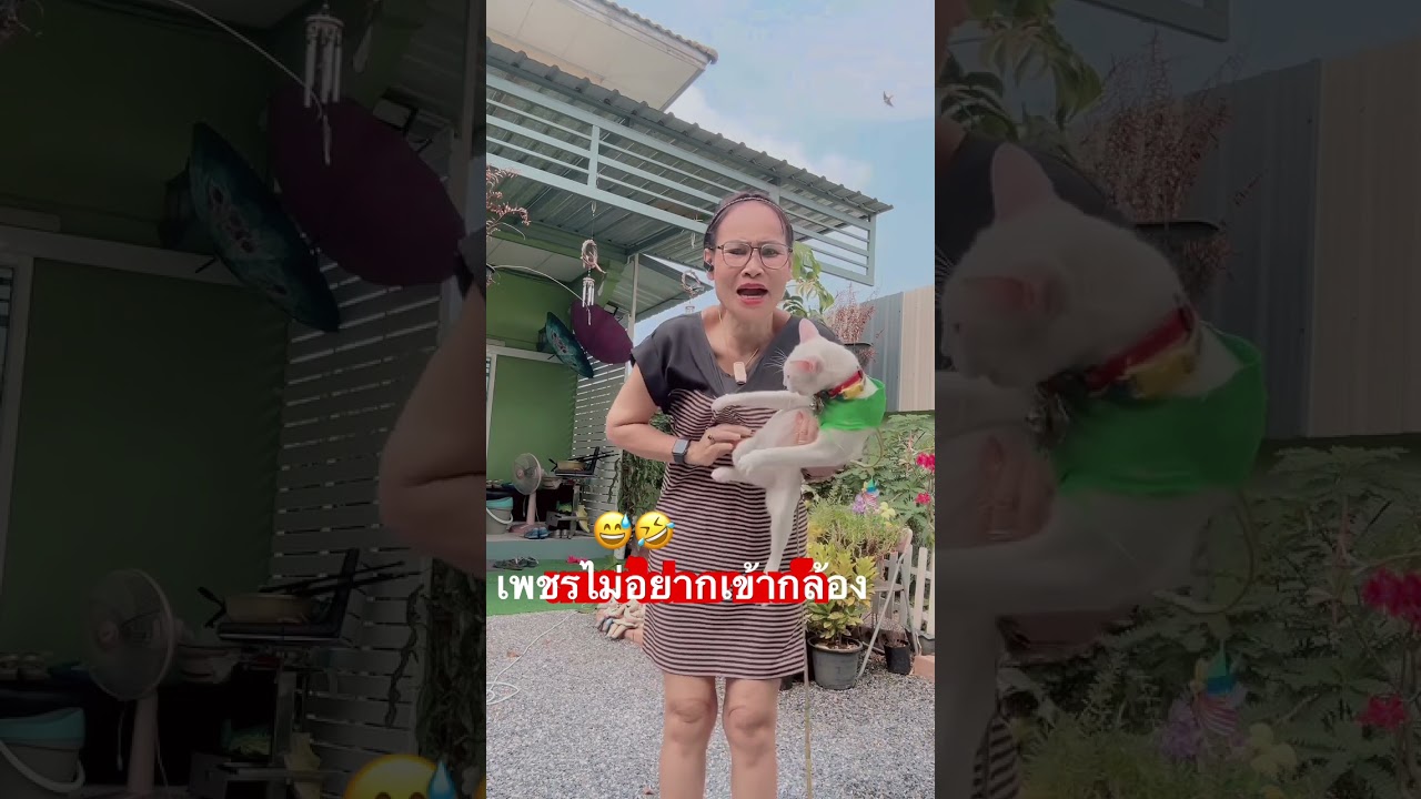 #เพชรจอมซน #lovecat #แมวน่ารัก #ในส่วน #thailandcat #แมวไทย #shorts