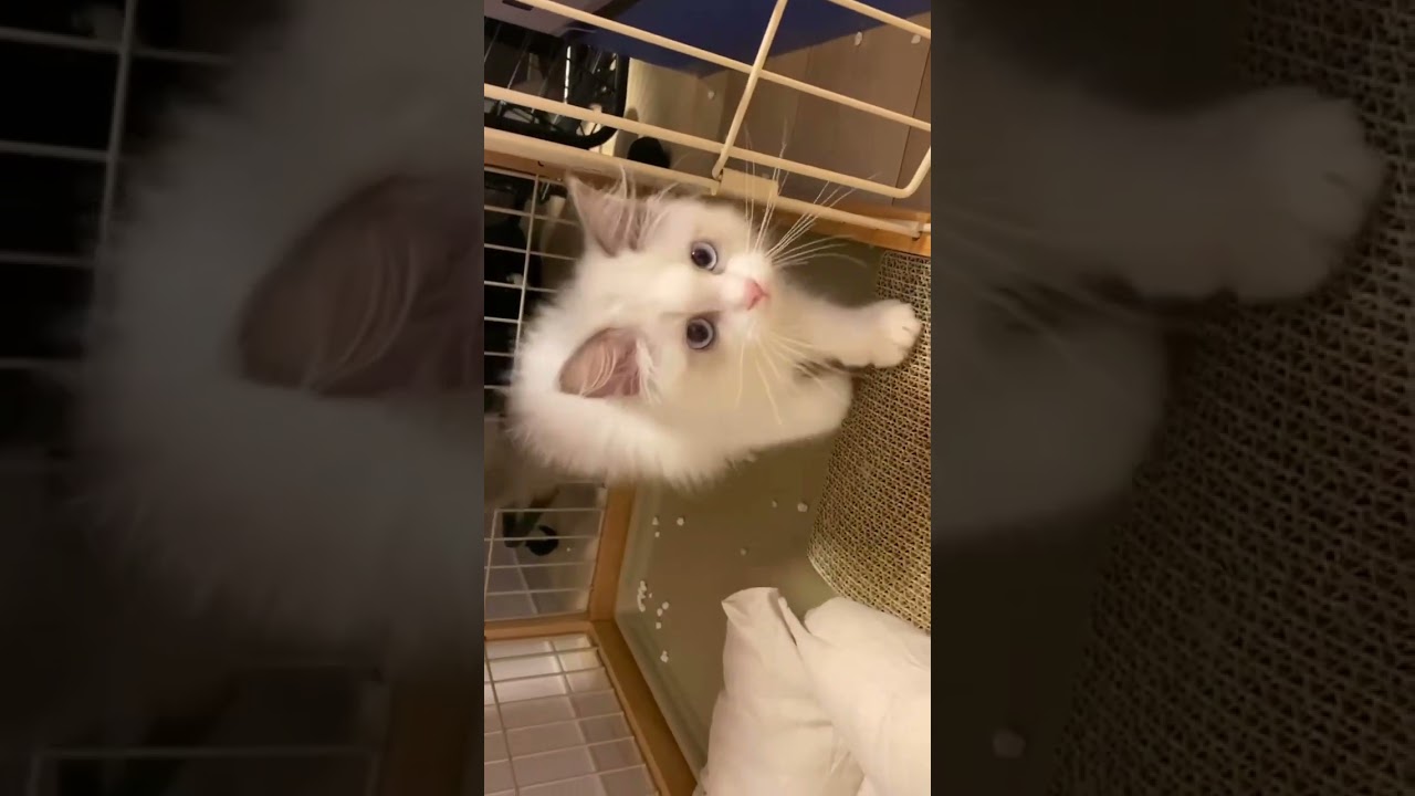 猫砂を片付けたい子猫 #ラグドール #子猫 #cat