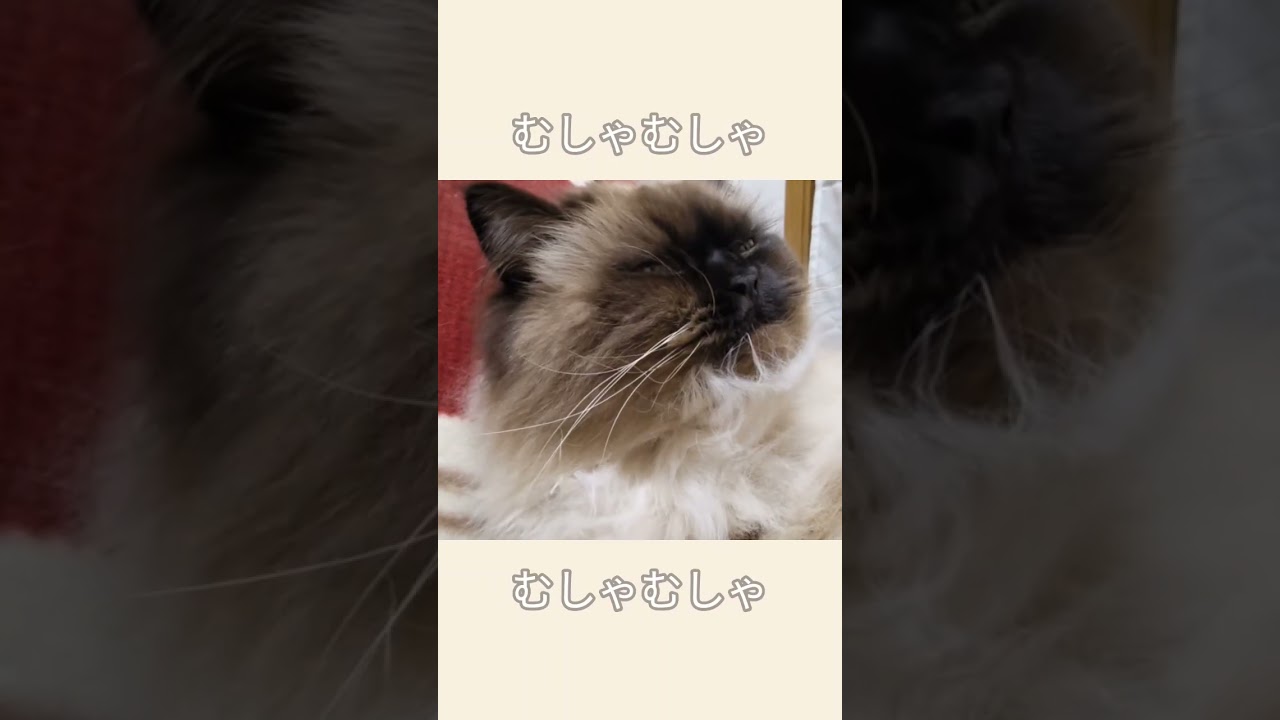 毛づくろいすると胸毛を食べちゃう猫 #cat #ヒマラヤン #ねこ