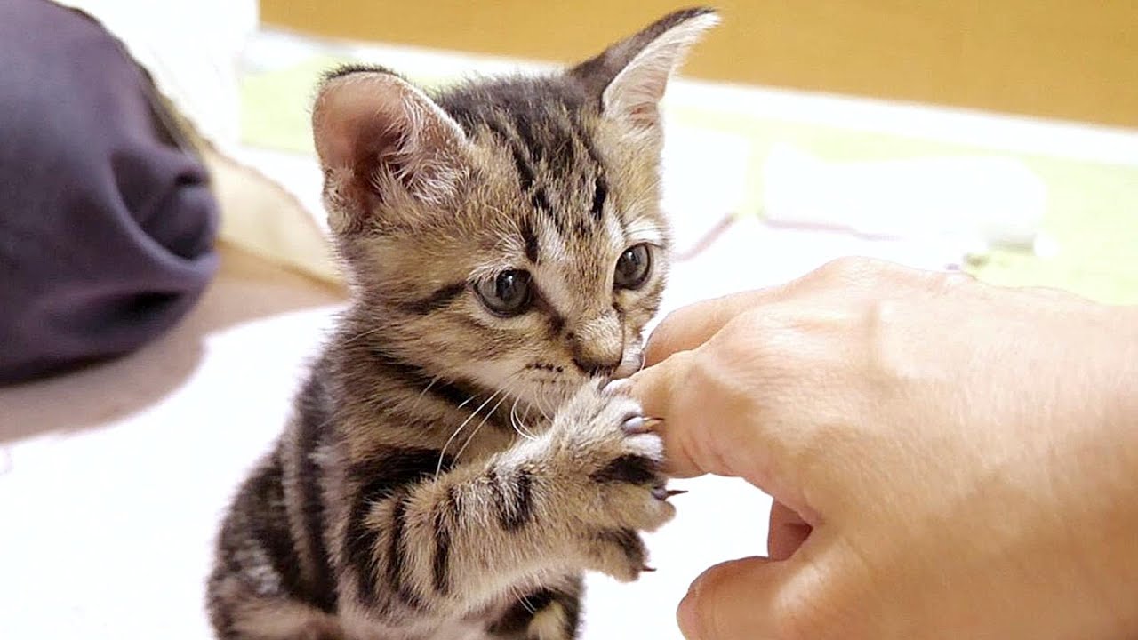 いたずら大好きな子猫は洗濯物を見て嬉しそうにぴょんぴょん走り回ります【赤ちゃん猫　保護猫】