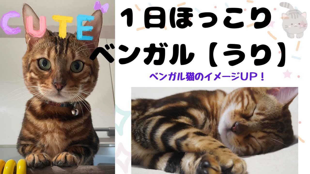 【ベンガル猫のほっこり】ベンガルは一日中走り回っているイメージですが、ほっこりすることもありますBengal is an image of running around all day, but …