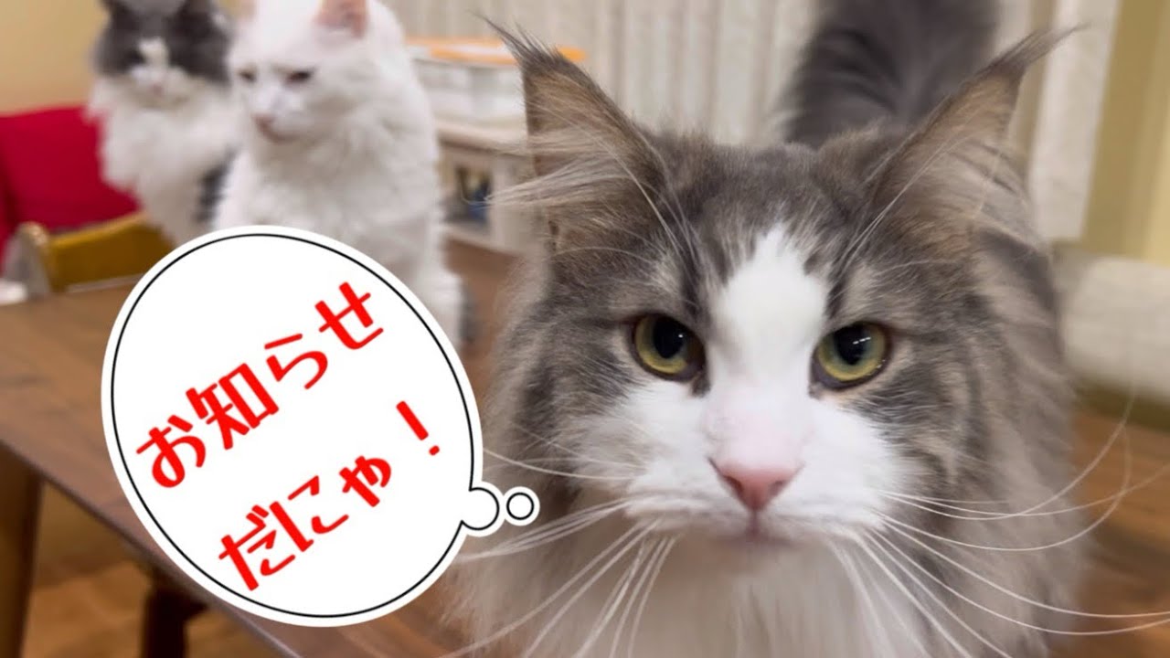 【お知らせ】新！もふ猫familyの新しいアイコンで〜す🥰