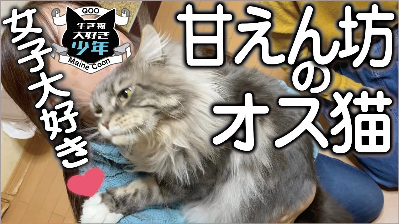 【メインクーン】驚くほど甘えん坊＆女子大好き＆社交的なオス猫特集