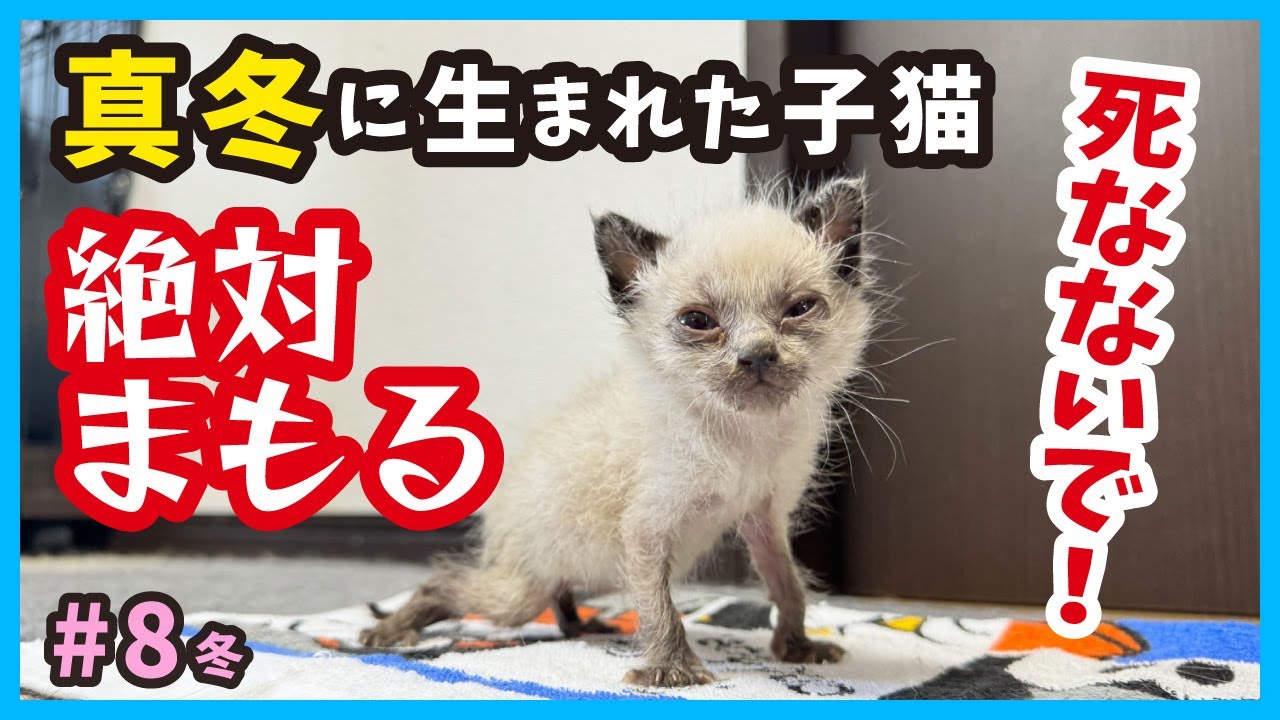 【絶対に死なせない】真冬に保護した子猫が消えてしまいそう‥ガリガリ体重との戦い。保護４〜６日目を振り返る。（冬8）