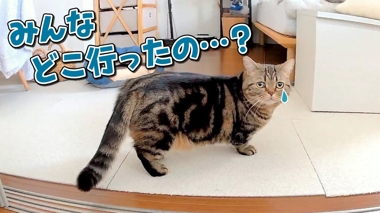 寂しがりやの弟猫のお留守番を覗いてみたら切なすぎました…！