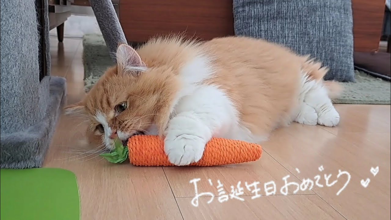 小さかった生後２ヶ月のマンチカンの子猫がついに１歳の誕生日を迎えました！