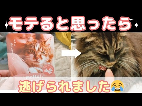 【メインクーン】愛猫にモテたい家族がモテるマタタビ風呂に入った結果…😂
