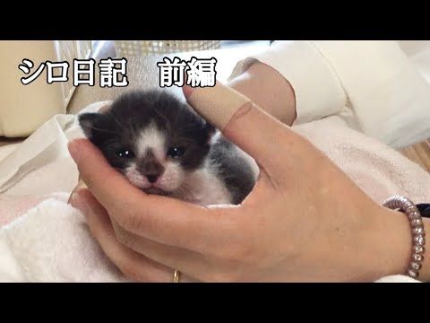 【前編】犬派夫婦が子猫を拾った。目も開いてない臍のをも付いたままの小さな命が私を変えてくれた。