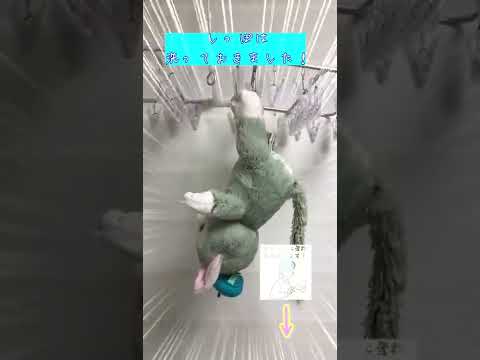 床に知らない猫が落ちてた😲！#shorts #猫 #セルカークレックス #ブリティッシュショートヘア ＃ジェラトーニ