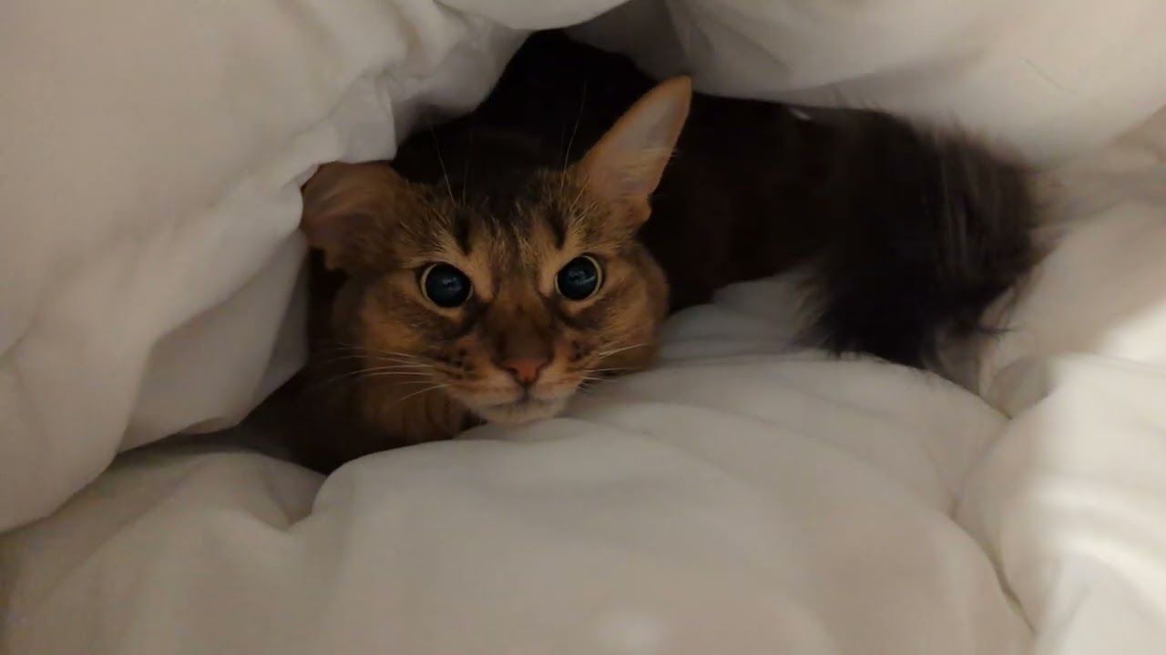 【761日目】チョココロネ #ソマリ #cat
