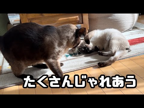 13歳下の弟ができました〜たくさん喧嘩もどきして強くなる編〜