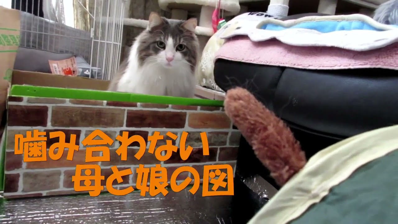 目指せモモ20歳～要求を伝えて人間を使うミルクさん独特の方法『指示棒』😻💫～届かぬ思い～A cat who can't get her requests across