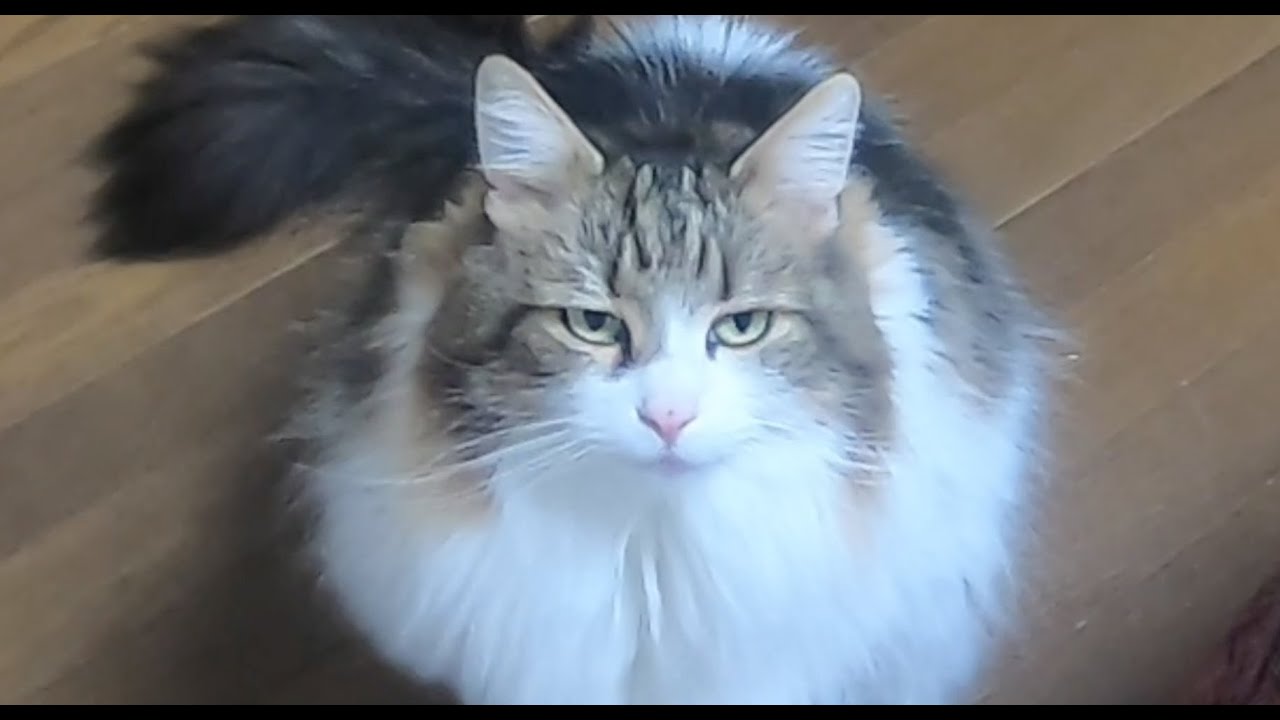 恨めしそう〜ご飯のおかわりがもらえないダイエット中の猫/Like resentful ~ Cat on a diet who can't get a second helping of rice
