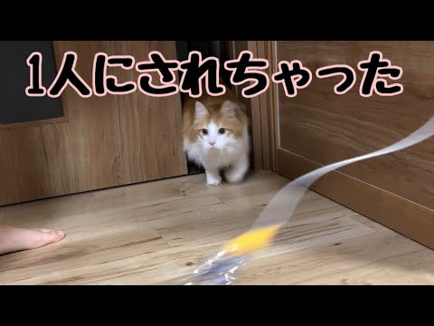 1人にされた猫がかわいそうなので遊んであげました【マリー（メインクーン）】