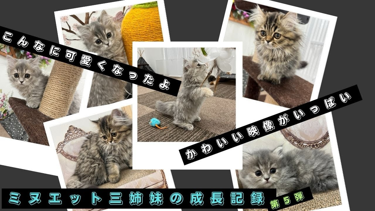 ミヌエット三姉妹が可愛い成長しました😸