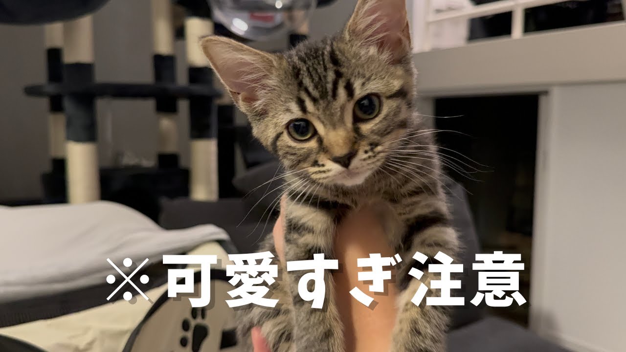 赤ちゃん子猫が可愛すぎてたまらない飼主たちwww
