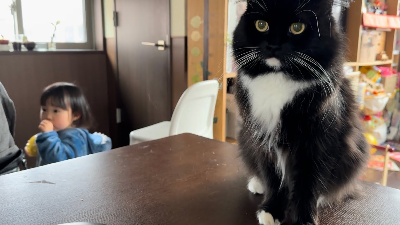 ポジションを奪う猫　ラガマフィンA cat stealing a position. Ragamuffin