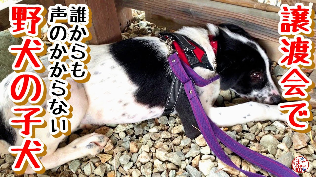 【子猫　子犬　保護　譲渡会】譲渡会に参加しても見向きもされませんでした