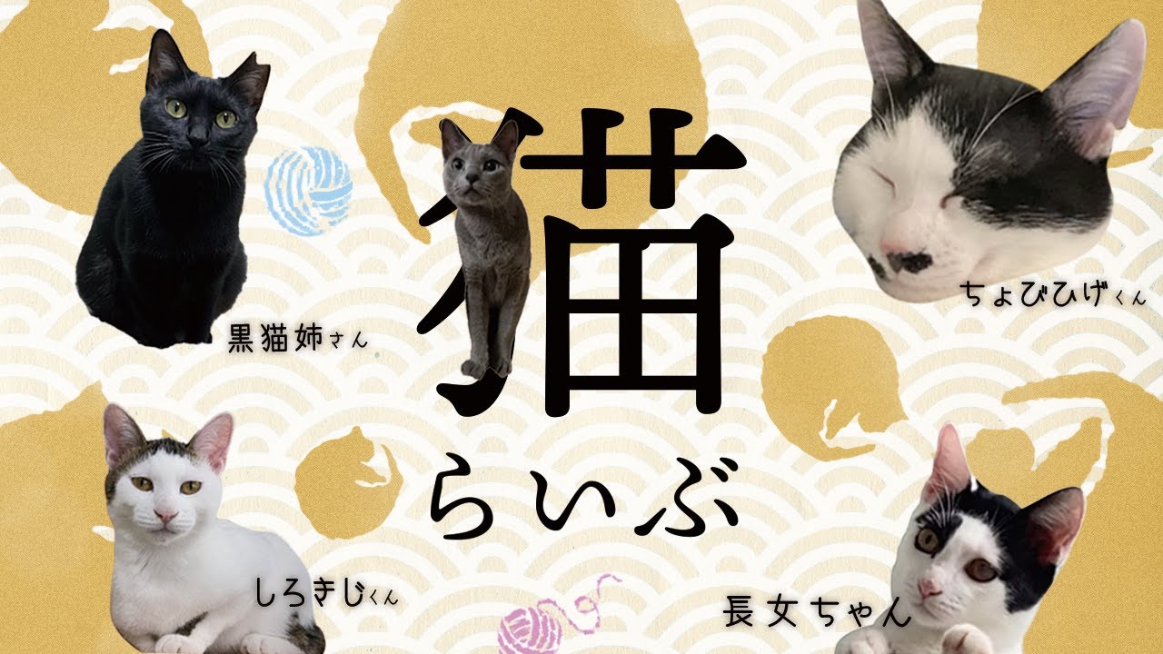 [ 猫 ] [ 古家 ] [ 保護猫部屋 ] 覗き見ライブカメラ (隠れｷｬﾗ猫出現･BGM無し･夜間ｶﾗｰﾅｲﾄﾋﾞｼﾞｮﾝ)