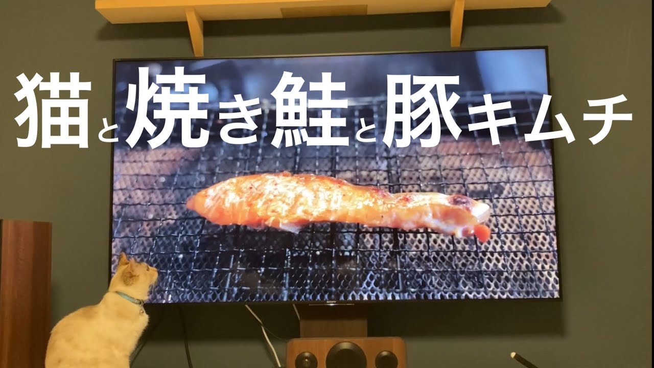 猫と焼き鮭と豚キムチ