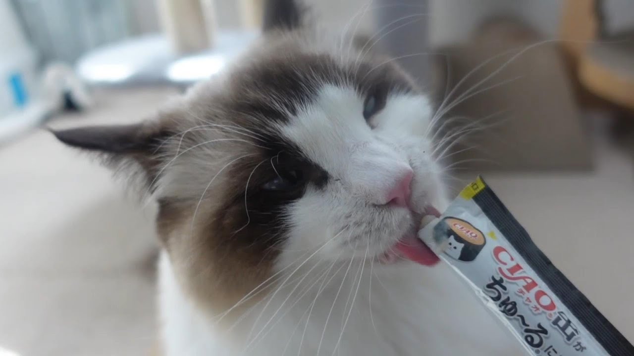 【ラグドール】いつものチュールを食べるだけの動画【猫動画】