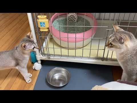 【シンガプーラ】チロちゃんとソラちゃん #シンガプーラ #子猫 #成猫