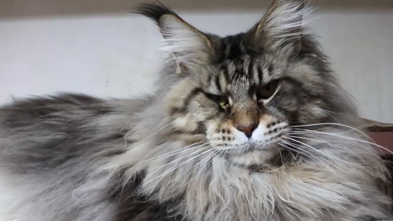 渋いメインクーン男子レブロン君