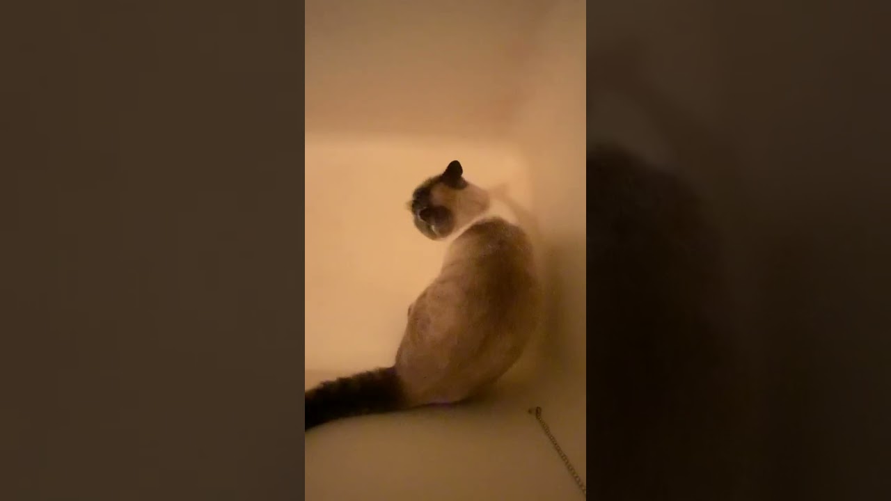 浴槽の穴が気になりすぎる猫。