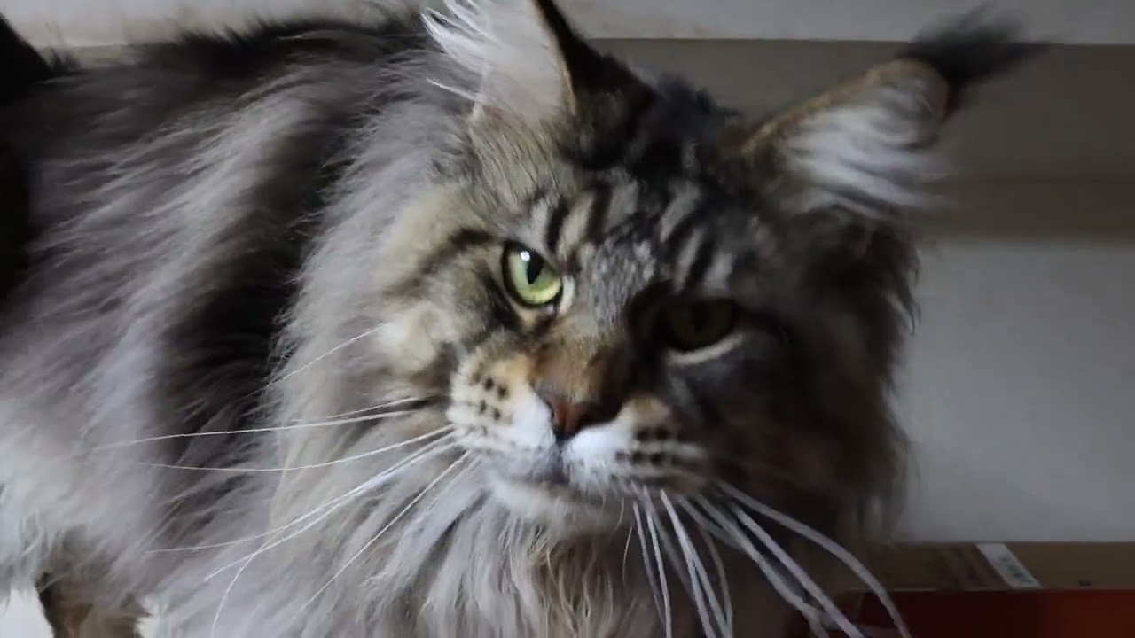 渋いメインクーン男子レブロン君