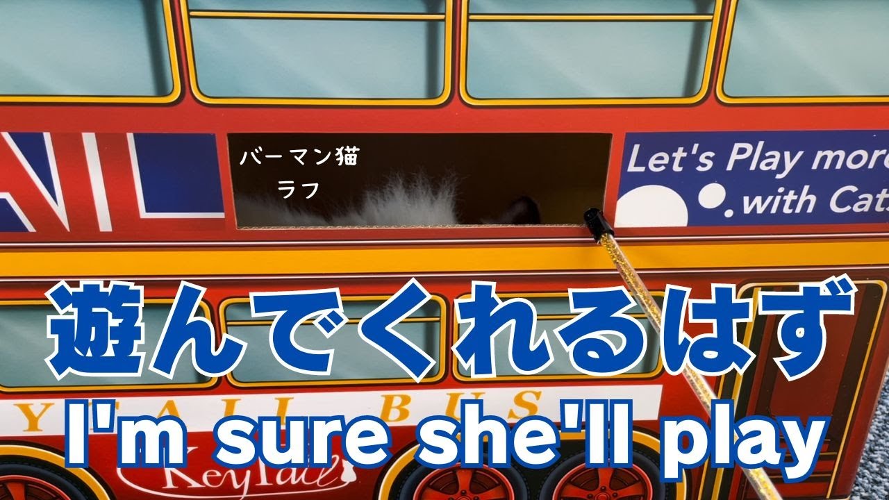 バーマン猫ラフ【遊んでくれるはず】I'm sure she'll play（バーマン猫）Birman/Cat