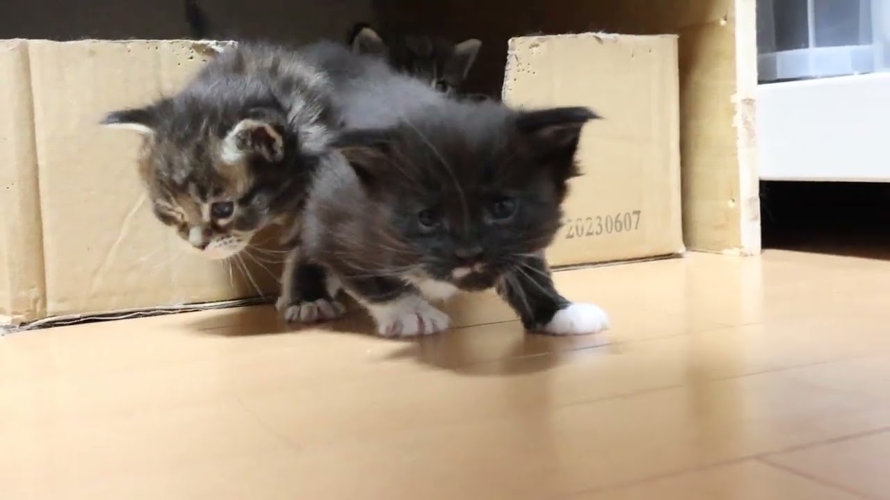 生後26日メインクーン子猫の大輝君