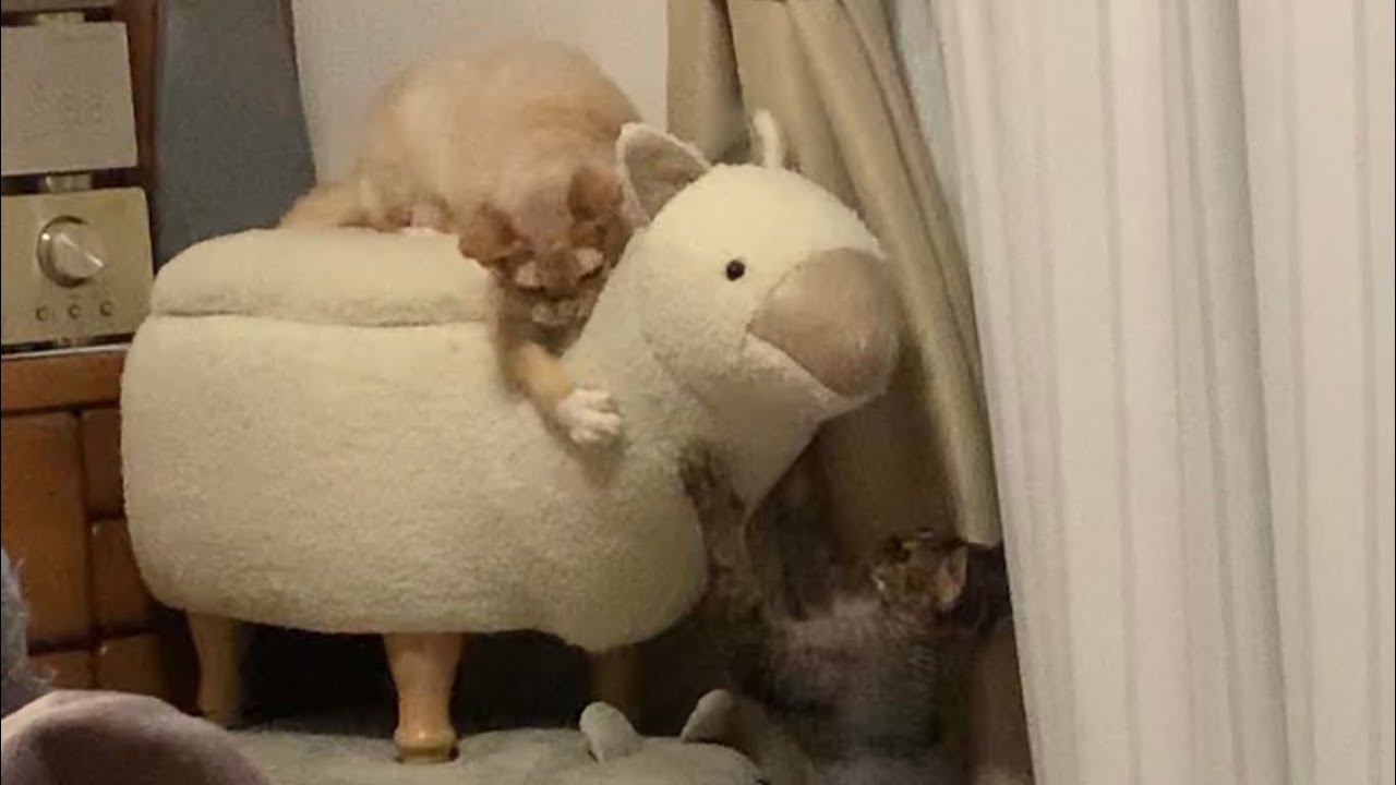 デボンレックス兄弟の遊びの風景が可愛いです(Devon Rex brothers playing together are so cute)