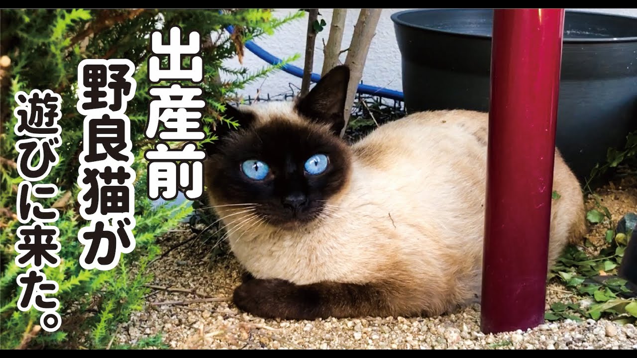 【シャム猫】出産前の野良猫が遊びに来たStray cat before birth came to play