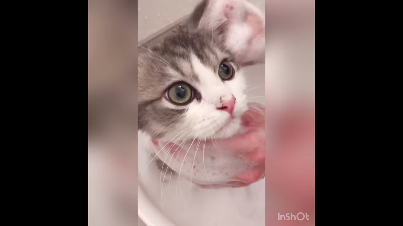 お風呂で洗われるかわいいセルカークレックスの子猫はこちらです！